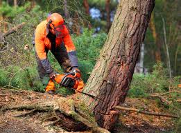 Lawn Maintenance Plans in Ballville, OH