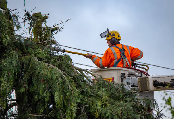 Best Palm Tree Trimming  in Ballville, OH