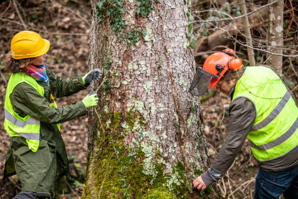 Reliable Ballville, OH Tree Care Solutions