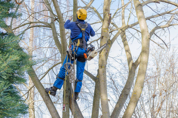 Best Seasonal Cleanup (Spring/Fall)  in Ballville, OH