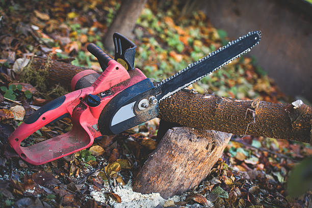 How Our Tree Care Process Works  in  Ballville, OH